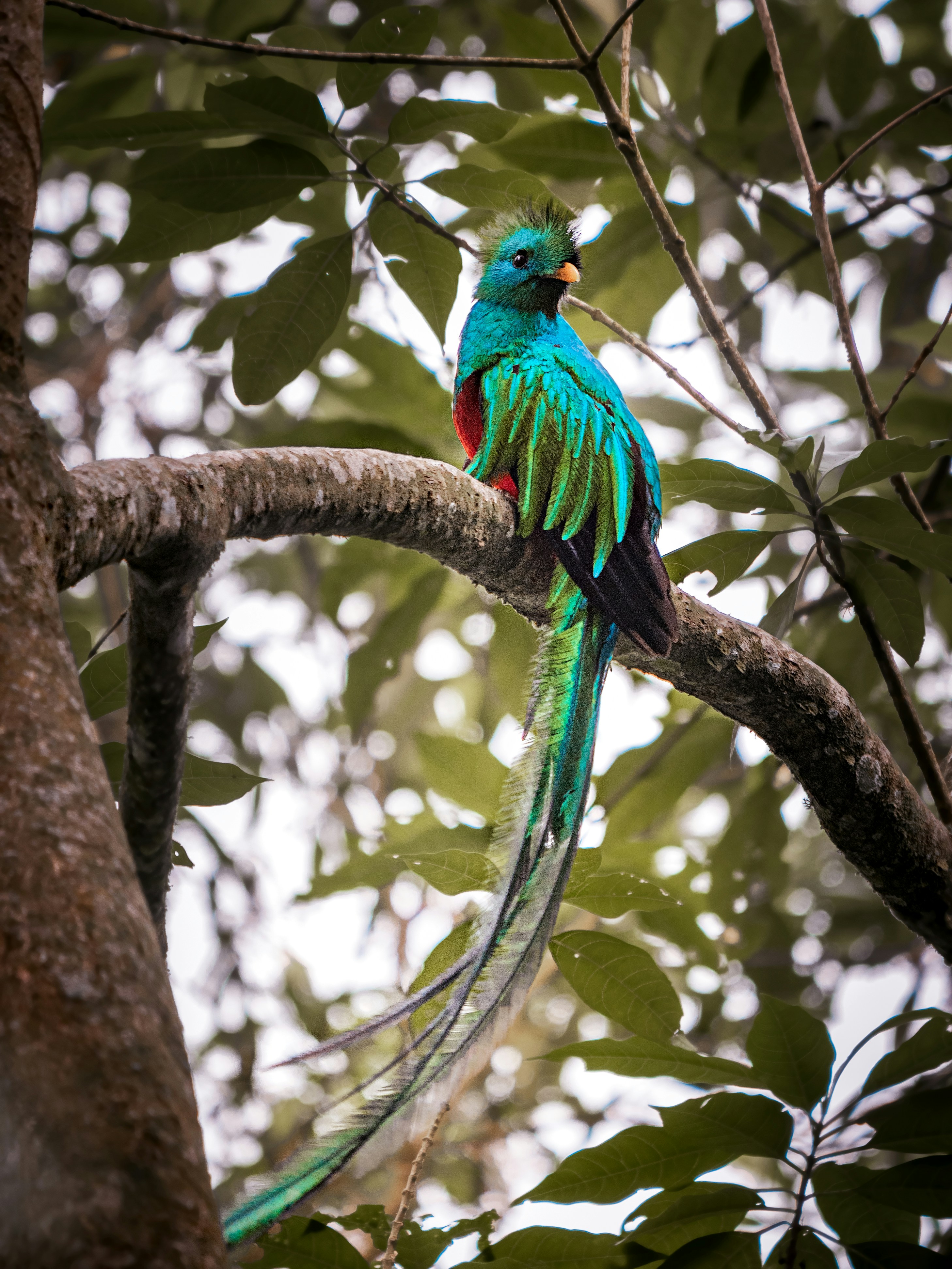 Resplendent Quetzal